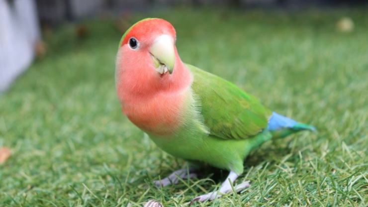 芝生にいるインコ
