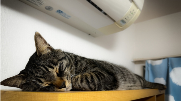エアコンの下でくつろぐ猫