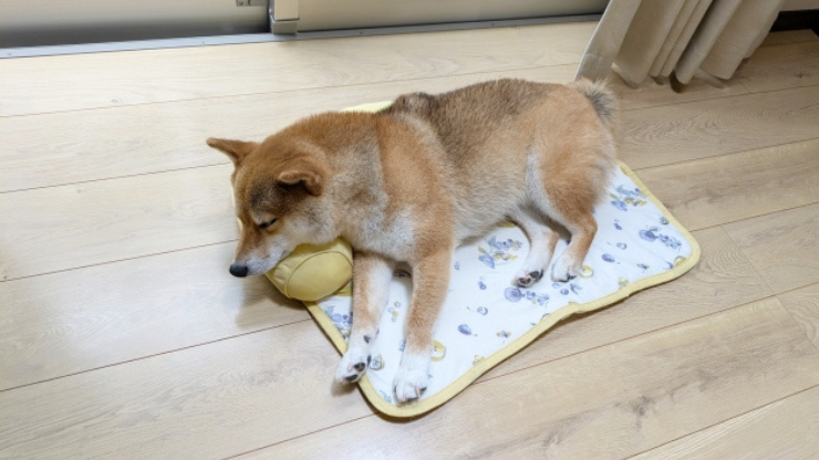 リビングで寝る柴犬
