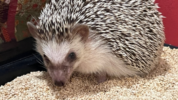 ハリネズミ