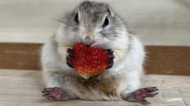 イチゴを食べるリス