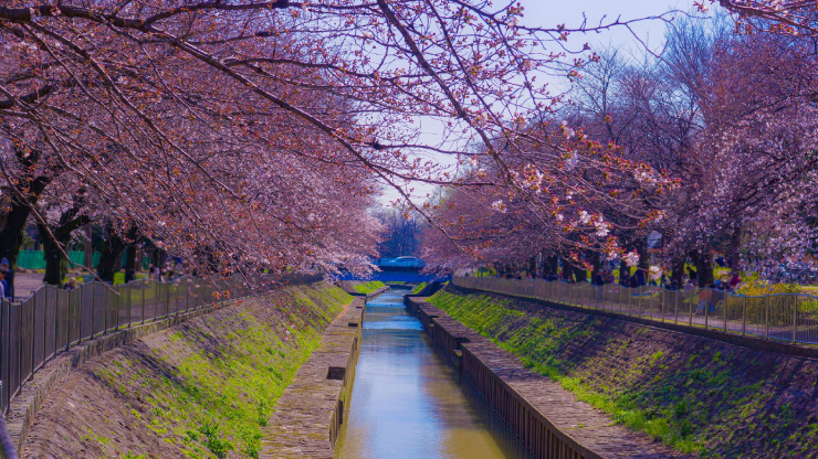 杉並区善福寺緑地公園の三分咲きの桜
