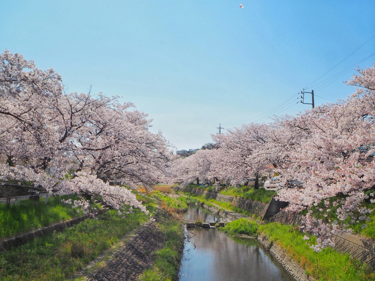 愛知県瀬戸市　水無瀬川の桜